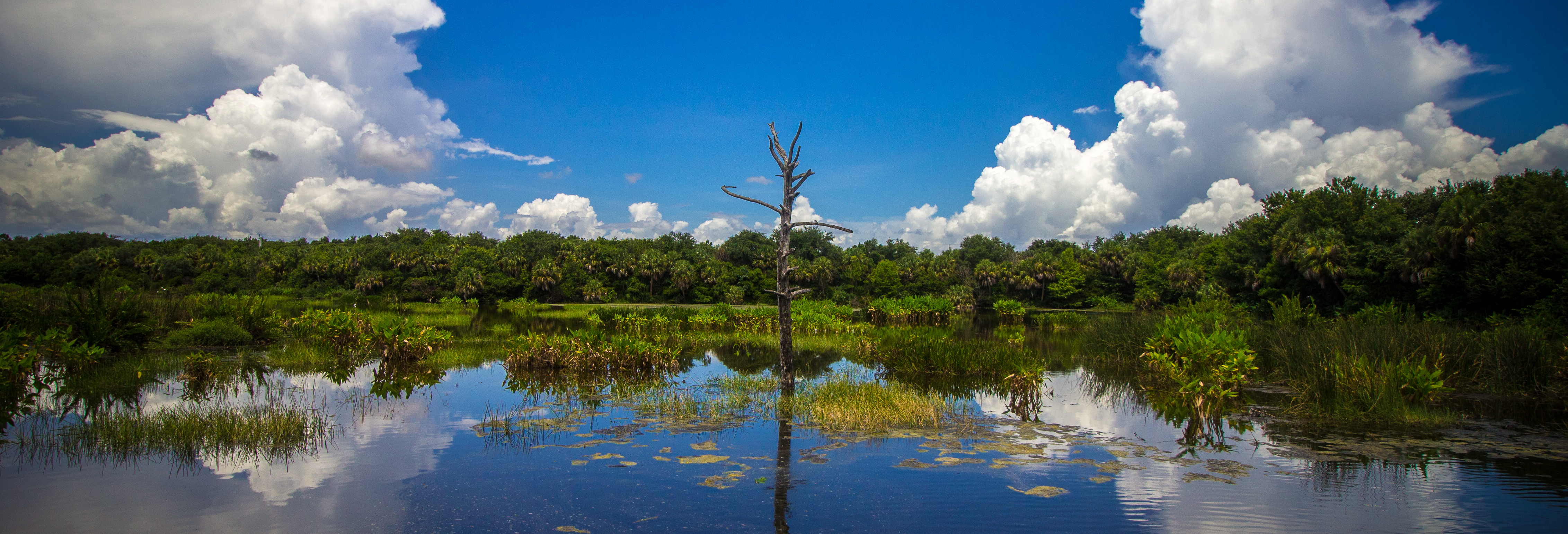 In a decision reversing five decades of legal precedent, the U.S. Supreme Court effectively stripped environmental protections from nearly half of the wetlands in the nation.