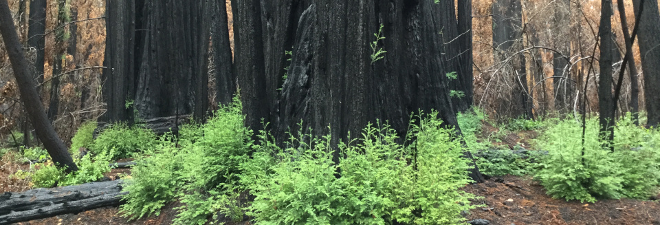 Nearly all the tall coast redwoods in California’s Big Basin Redwoods State Park burned in a 2020 wildfire. But within a few months the charred trunks had grown a fuzz of healthy green shoots. A paper documents how the trees were able to regenerate using energy reserves stored for many decades.