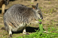 Photo courtesy of Macquarie University, Sydney, Australia