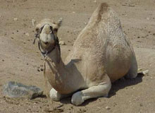 Photo: International Camel Center
