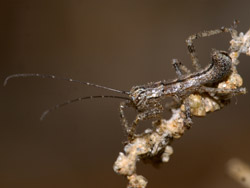 Mantophasmatodea